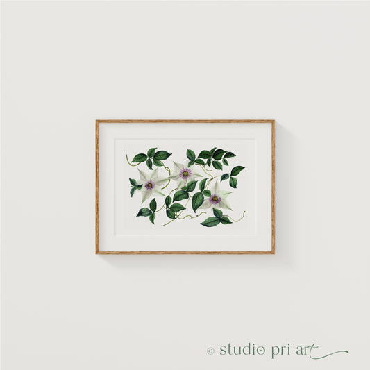 Klemaia | Clematis Fine Art Print