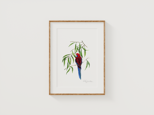 Crimson Rosella | Original Painting