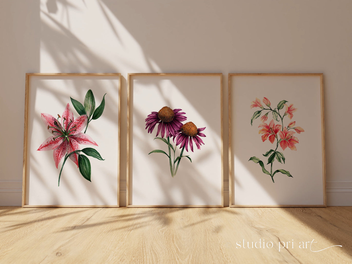 Echinacea | Cone Flower Fine Art Print
