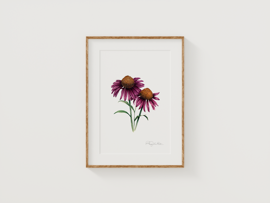 Echinacea | Original Painting