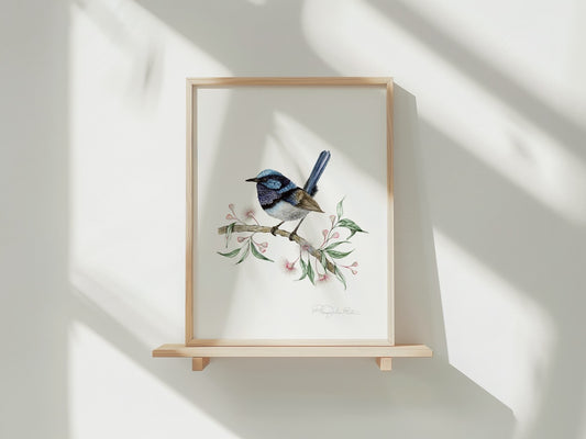 Charis | Superb Fairywren Fine Art Print