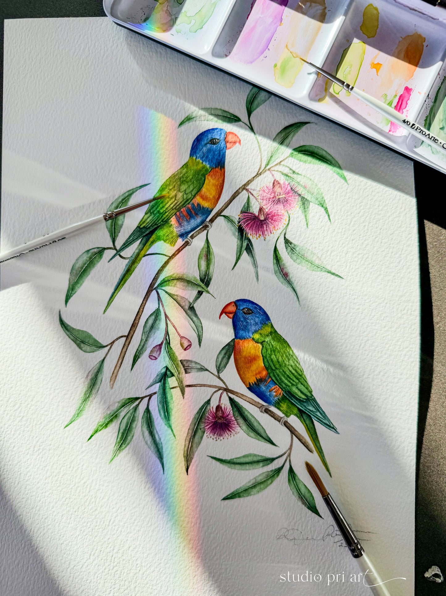 Iris | Rainbow Lorikeets Fine Art Print