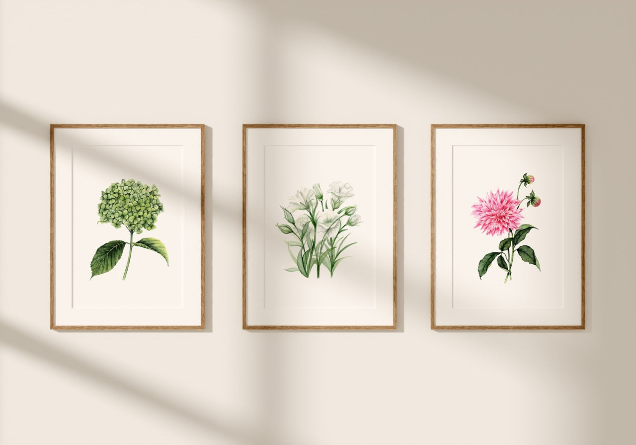 Green Hydrangea Fine Art Print