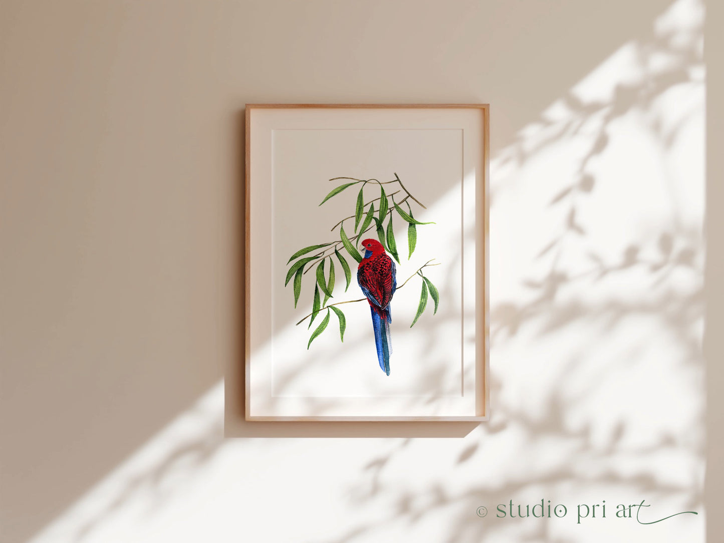 Crimson Rosella Fine Art Print