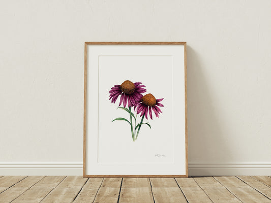 Echinacea Cone Flower Fine Art Print