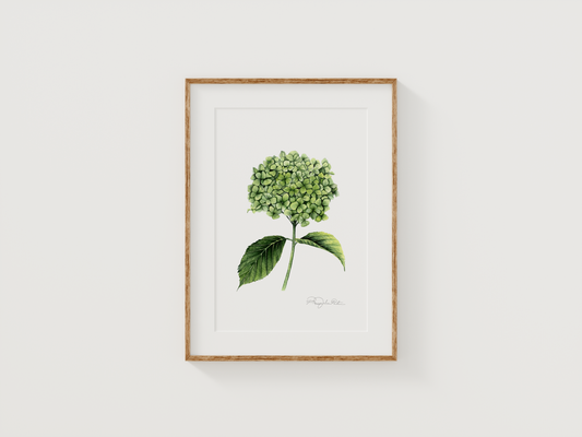 Hydrangea | Original Painting