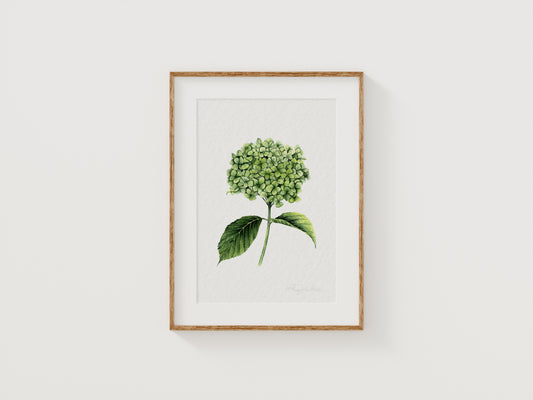 Hydrangea Fine Art Print