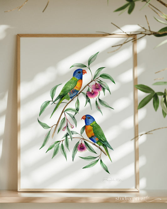 Iris | Rainbow Lorikeets Fine Art Print