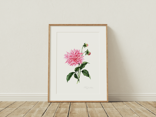 Dahlia Fine Art Print